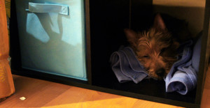 Australian Terrier