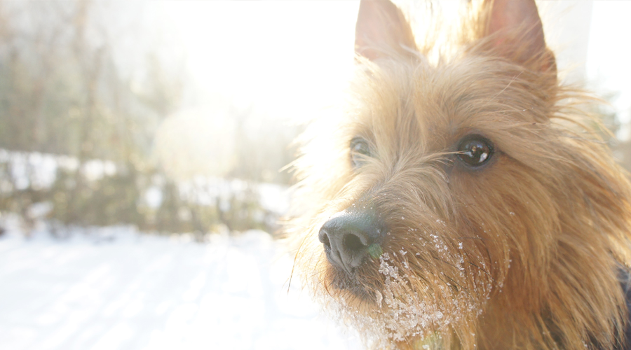 australian_terrier_snow_10