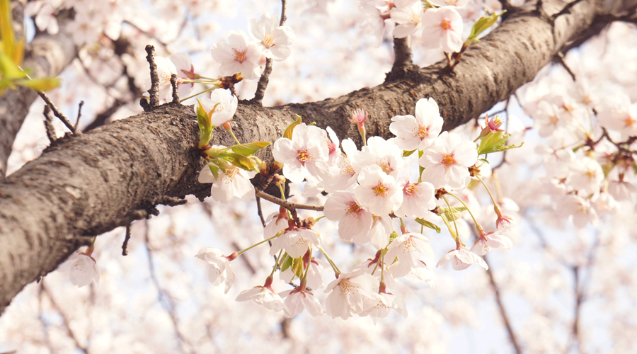 cherry_blossoms_01