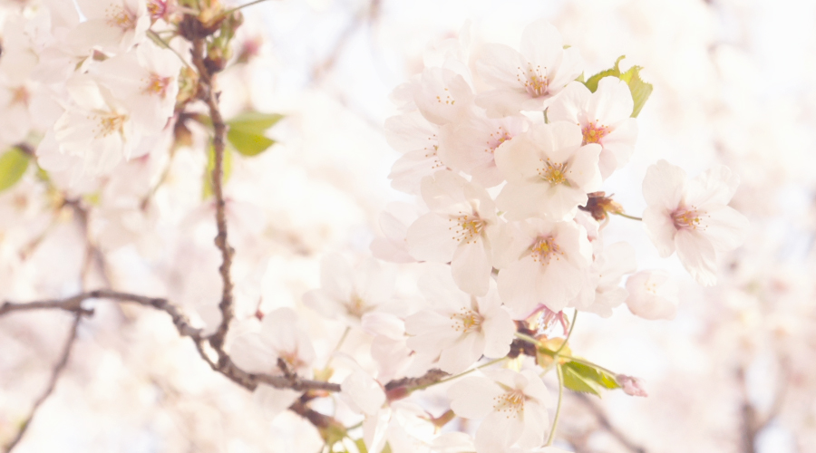 cherry_blossoms_02