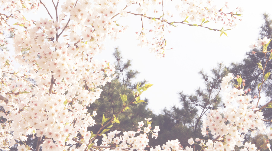 cherry_blossoms_06