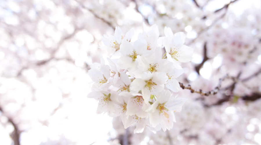 uw_cherry_blossoms0