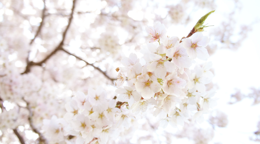 uw_cherry_blossoms1