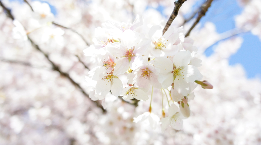 uw_cherry_blossoms10