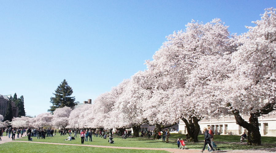 Cherry Blossoms at the University of Washington