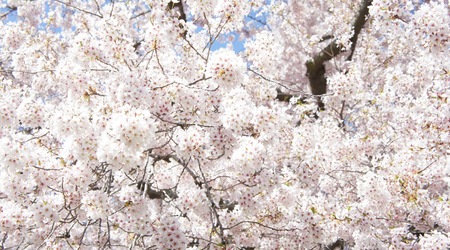 uw_cherry_blossoms8
