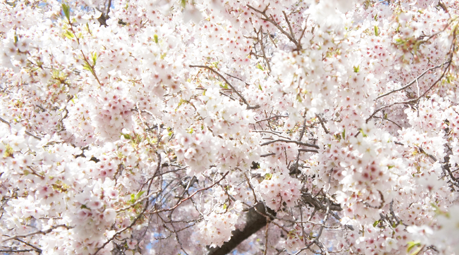 uw_cherry_blossoms9