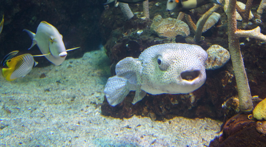01-seattle-aquarium-blow-fish