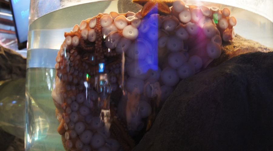 01-seattle-aquarium-octopus