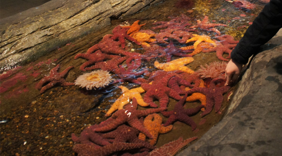 01-seattle-aquarium-starfish