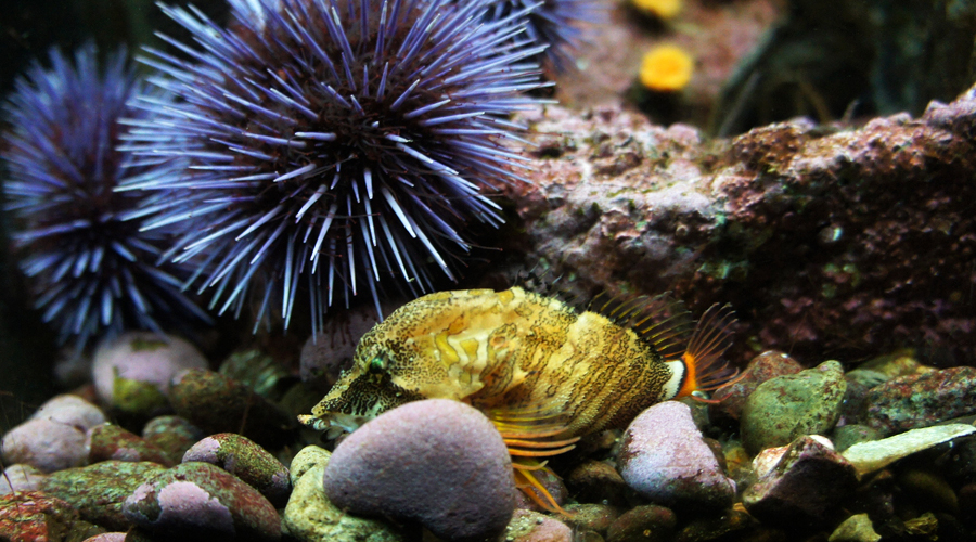 02-seattle-aquarium-yellow-fish