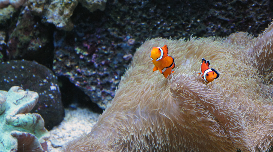 05-seattle-aquarium-clown-fish