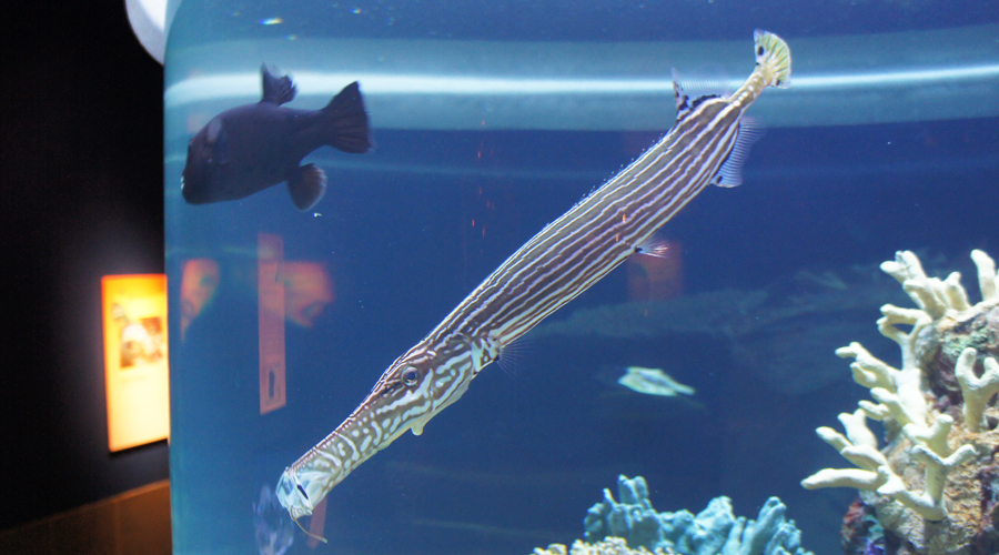 05-seattle-aquarium-striped-fish