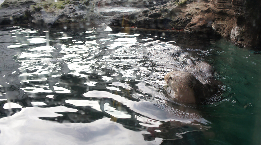07-seattle-aquarium-otter
