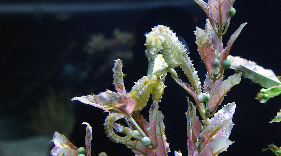 07-seattle-aquarium-seahorse
