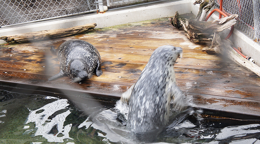 08-seattle-aquarium-harbor-seals