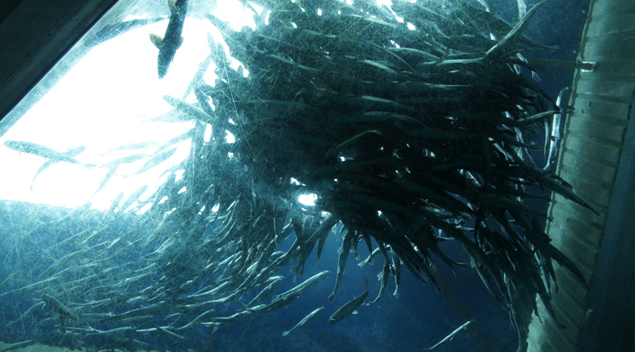 08-seattle-aquarium-school-of-fish