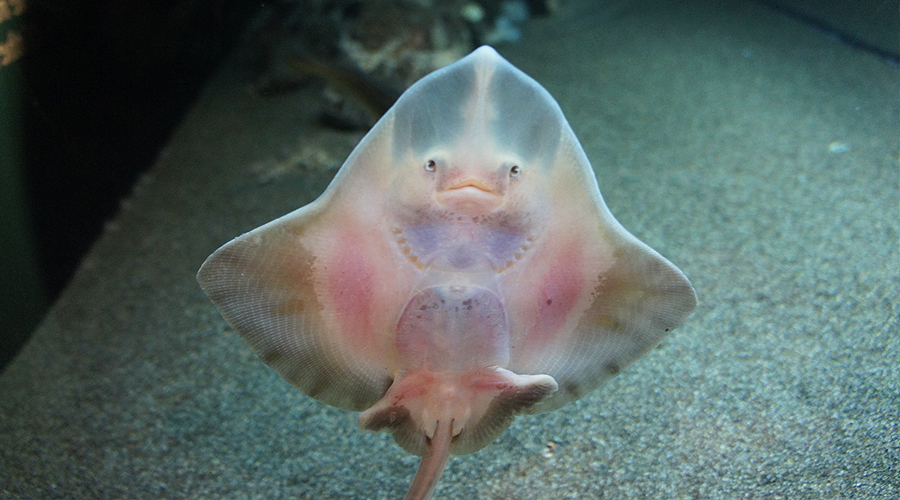10-seattle-aquarium-smiling-fish
