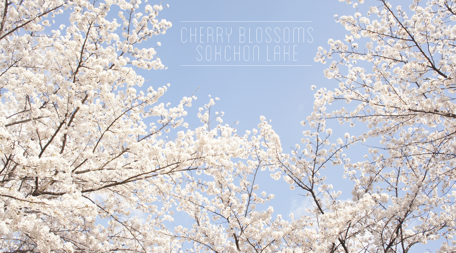 cherry-blossoms-sokchon-lake-korea--01