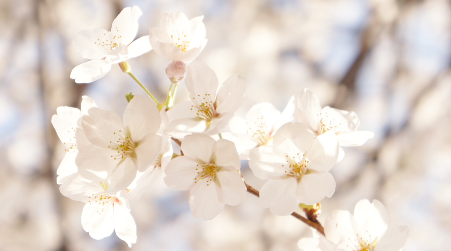 cherry-blossoms-sokchon-lake-korea--02