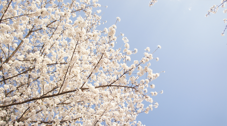 cherry-blossoms-sokchon-lake-korea--03