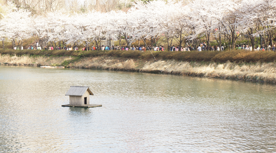cherry-blossoms-sokchon-lake-korea--04
