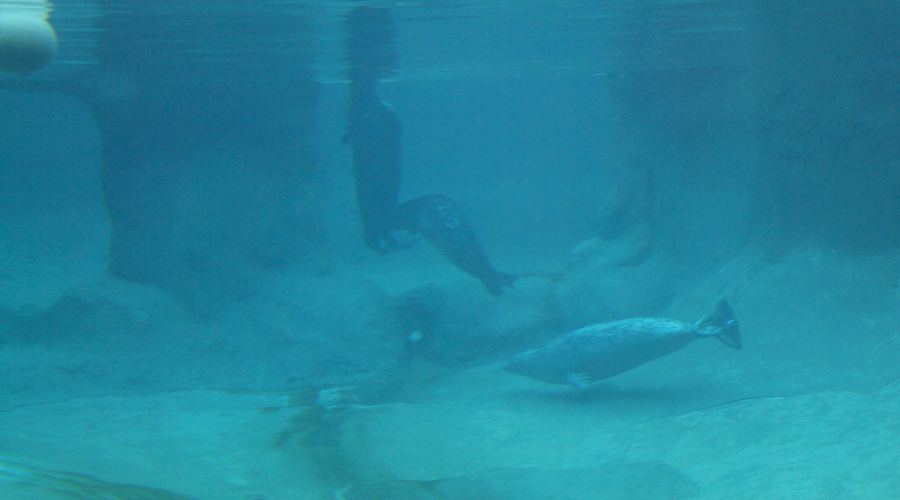 2011-point-defiance-zoo-aquarium-10