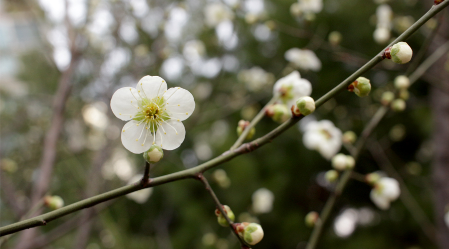 2015-03-22-cherry-blossoms-01