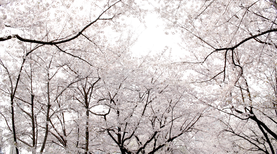 2015-04-09-korea-seoul-jamshil-seokchon-lake-cherry-blossoms-01