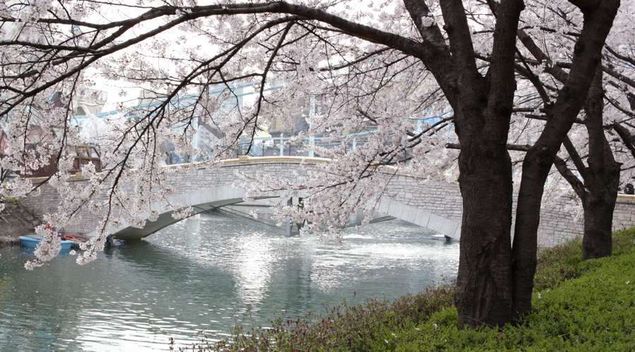 2015-04-09-korea-seoul-jamshil-seokchon-lake-cherry-blossoms-02