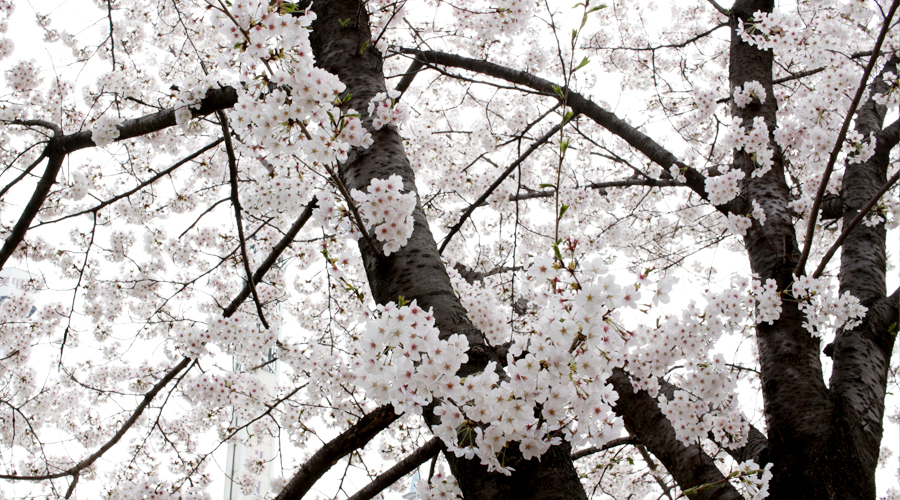 2015-04-09-korea-seoul-jamshil-seokchon-lake-cherry-blossoms-04