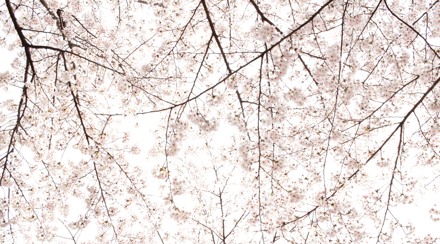 2015-04-09-korea-seoul-jamshil-seokchon-lake-cherry-blossoms-06