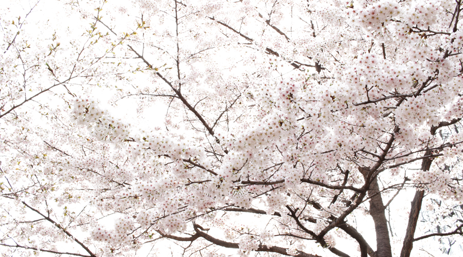 2015-04-09-korea-seoul-jamshil-seokchon-lake-cherry-blossoms-07