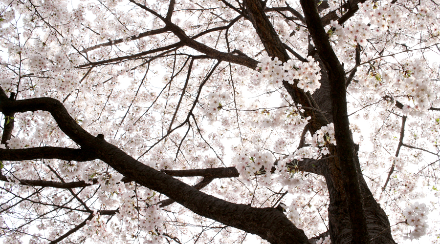 2015-04-09-korea-seoul-jamshil-seokchon-lake-cherry-blossoms-10
