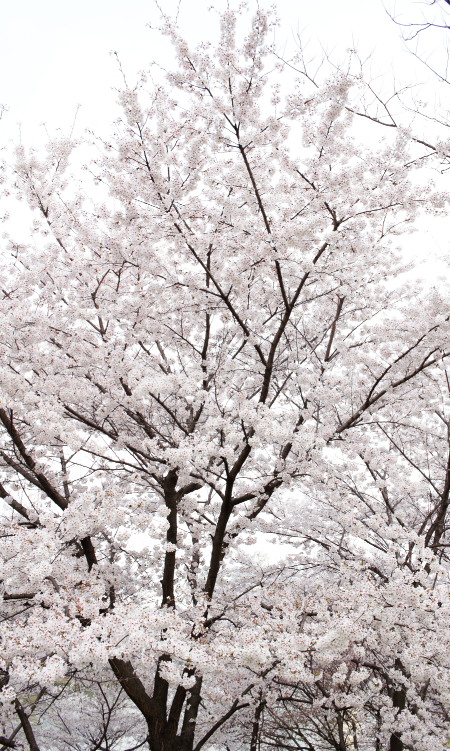 2015-04-09-korea-seoul-jamshil-seokchon-lake-cherry-blossoms-12