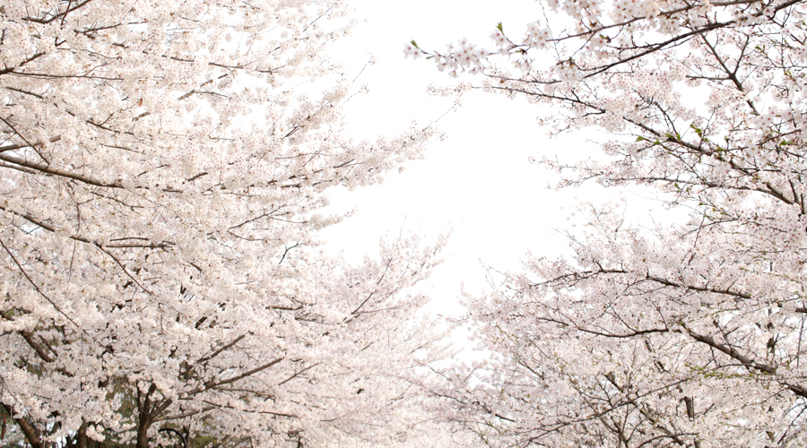 2015-04-09-korea-seoul-jamshil-seokchon-lake-cherry-blossoms-13