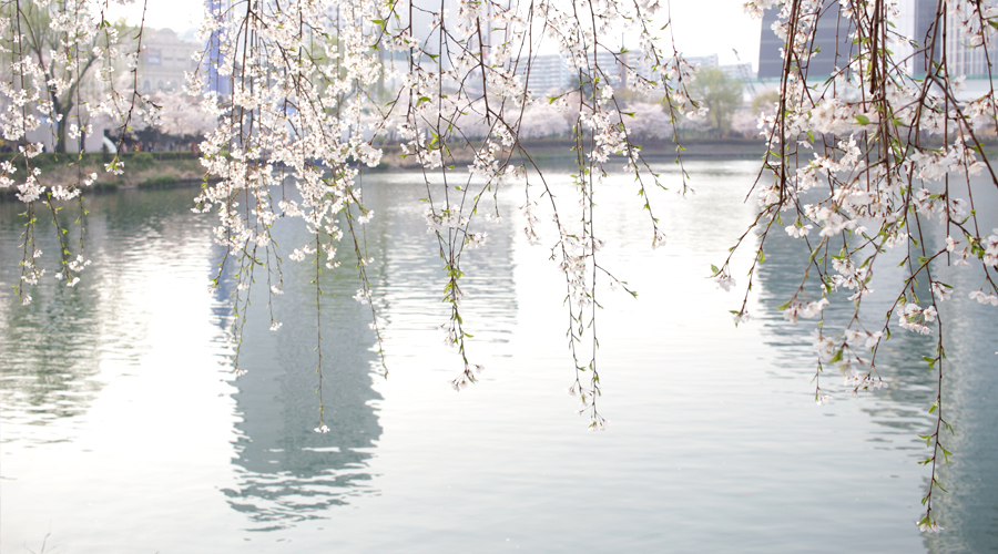 2015-04-09-korea-seoul-jamshil-seokchon-lake-cherry-blossoms-14