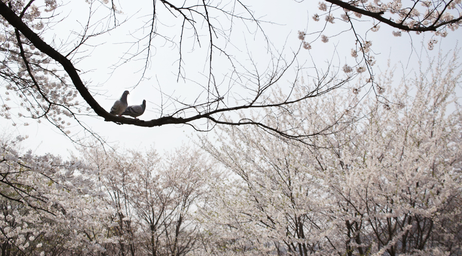 2015-04-11-korea-seoul-ansan-cherry-blossoms-01