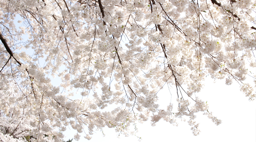 2015-04-11-korea-seoul-ansan-cherry-blossoms-07