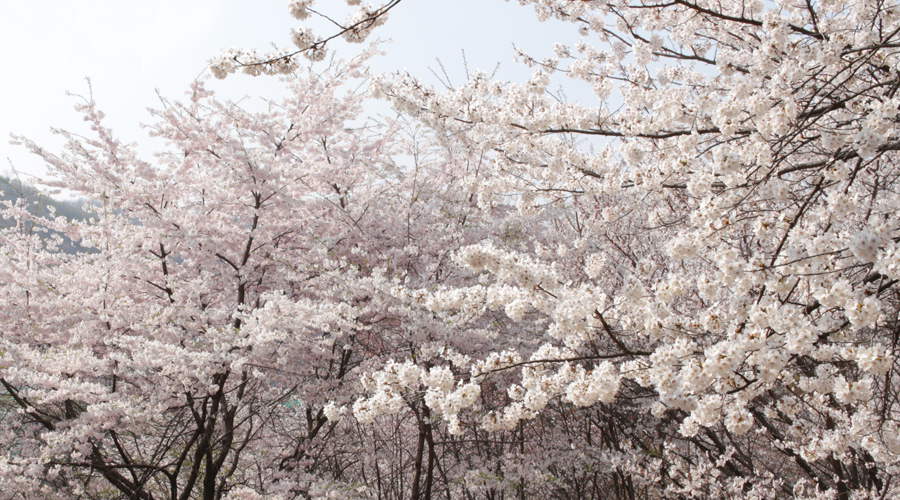 2015-04-11-korea-seoul-ansan-cherry-blossoms-08