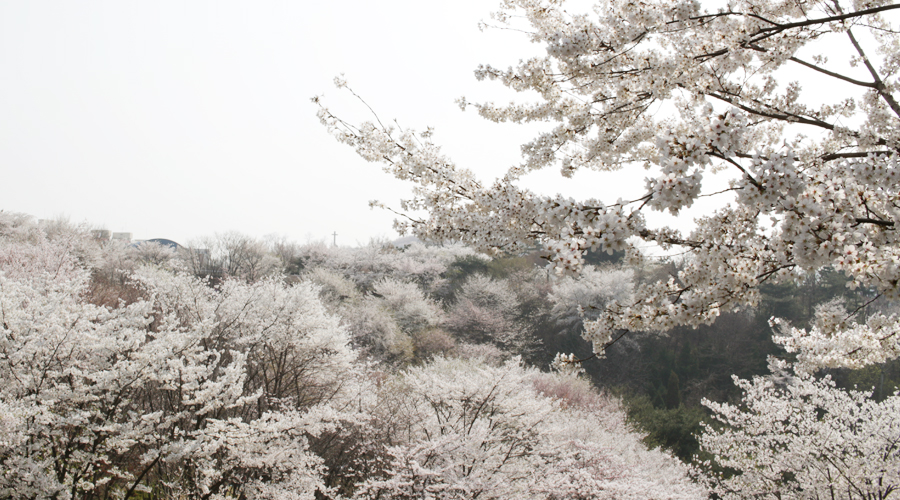 2015-04-11-korea-seoul-ansan-cherry-blossoms-09