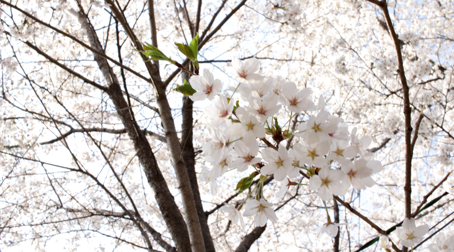 2015-04-11-korea-seoul-ansan-cherry-blossoms-18