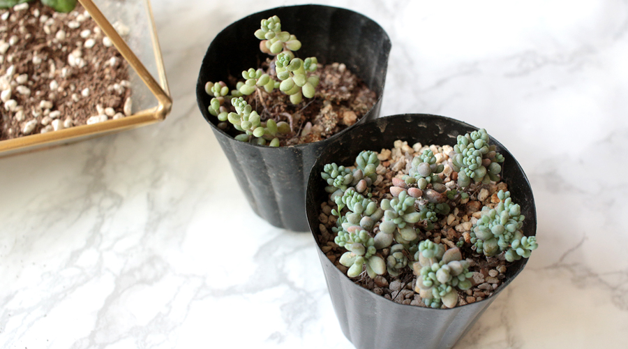 silentlyfree-succulents-how-to-grow-03