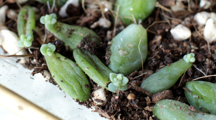 silentlyfree-succulents-how-to-grow-06