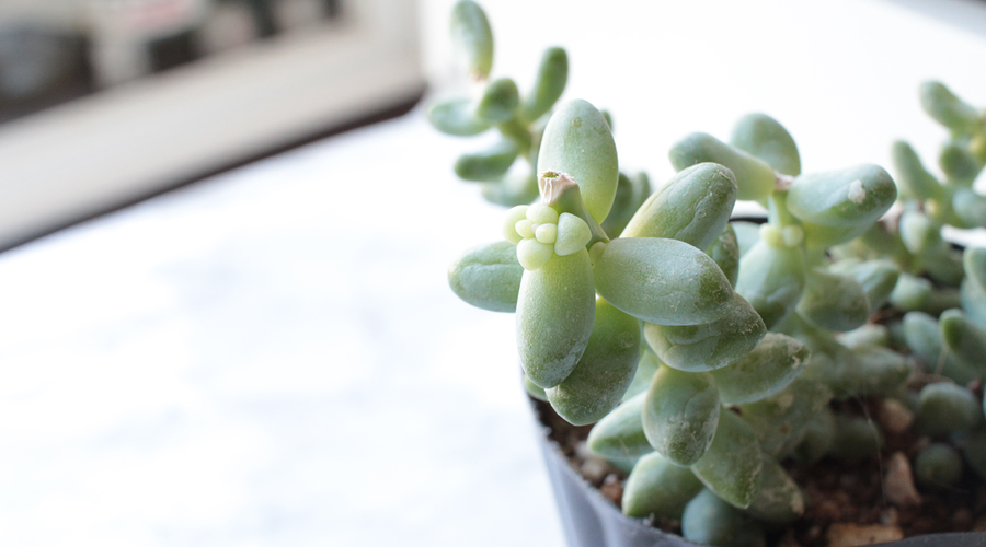silentlyfree-succulents-how-to-grow-08