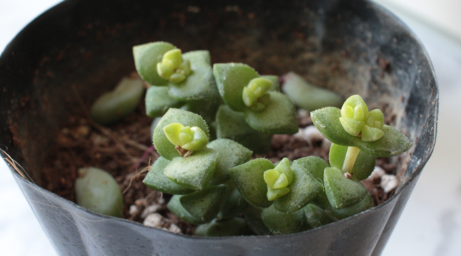 silentlyfree-succulents-how-to-grow-09