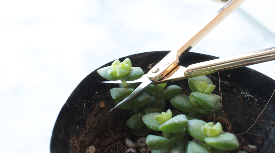 silentlyfree-succulents-how-to-grow-11