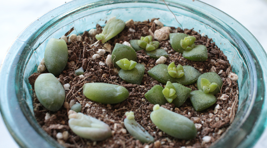 silentlyfree-succulents-how-to-grow-12